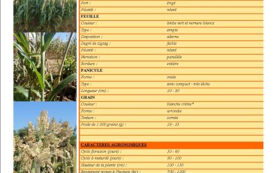 VALORISATION DES VARIÉTÉS LOCALES A TRAVERS LEURS INSCRIPTIONS ET HOMOLOGATIONS