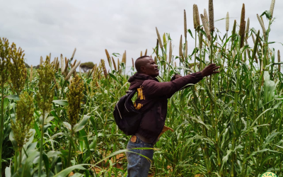 CTAS- Des innovations au cœur de la Station Agroécologique d’Ambovombe